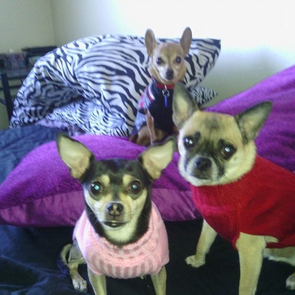 Meet your Posher, Kelly - Picture 1 of 1